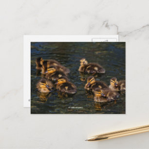 Drijvende levende kurken: Cute Mallard Ducklings Briefkaart