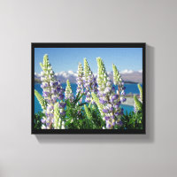 Drijvende Lupine Nieuw-Zeeland