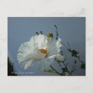 Drijvende Matilija Poppy Briefkaart