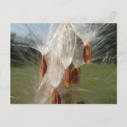 Drijvende Milkweed Seeds Art Print/Graphic Briefkaart (Voorkant)