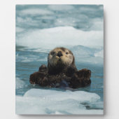 Drijvende otter fotoplaat (Voorkant)