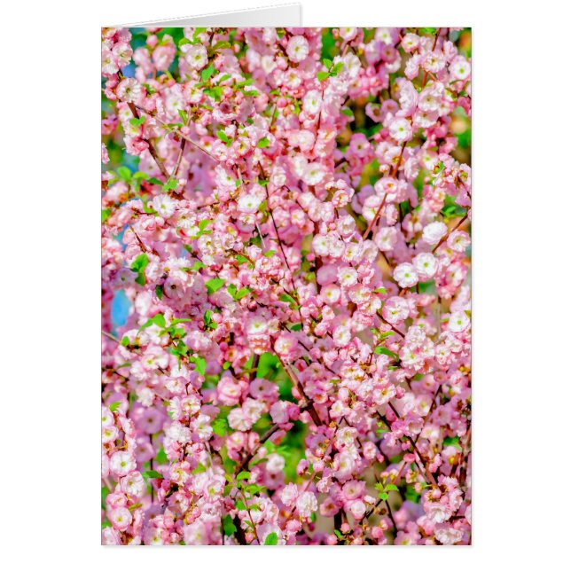 Drijvende pruimen (Voorkant)