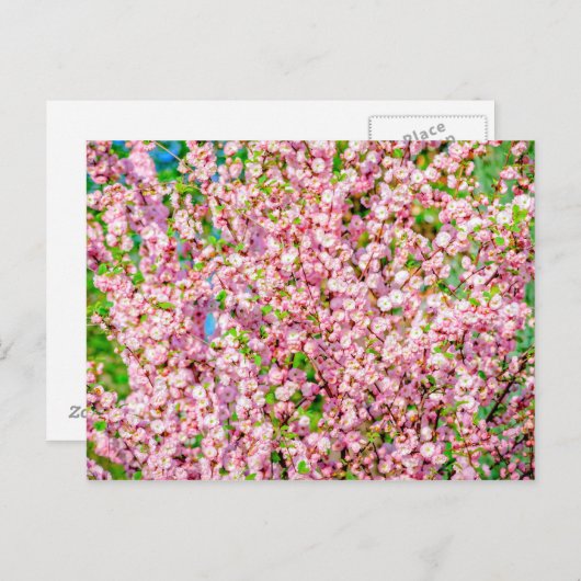 Drijvende pruimen briefkaart (Voorkant / Achterkant)