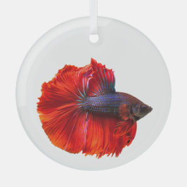 Drijvende rode kroon staart Betta vis Glas Ornament