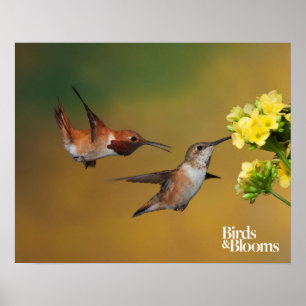 Drijvende roofvogel poster
