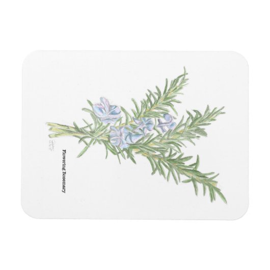 Drijvende rozemarijn magneet (Horizontaal)