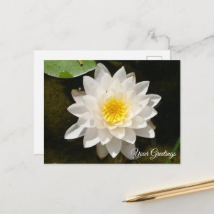 Drijvende Witte Waterlelie Lotus Lege Postkaart