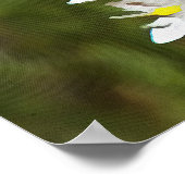 Drimia Maritima of Island Union Art Poster (Hoek)