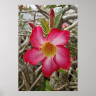 Dringend Roos Bloem Poster