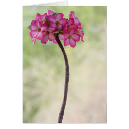 Dringend roos in roze