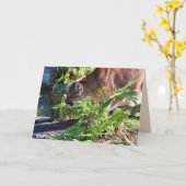 Drink Cougar/Florida Panther Wenskaart Kaart (Gele Bloem)