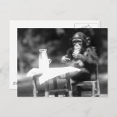 Drink dierentuin Chimpanzee Briefkaart (Voorkant / Achterkant)