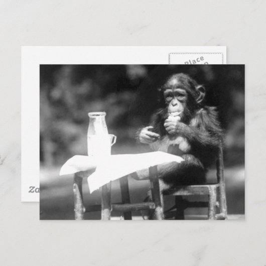Drink  dierentuin Chimpanzee Briefkaart (Voorkant / Achterkant)