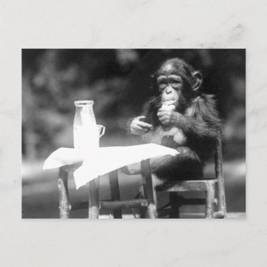 Drink dierentuin Chimpanzee Briefkaart (Voorkant)