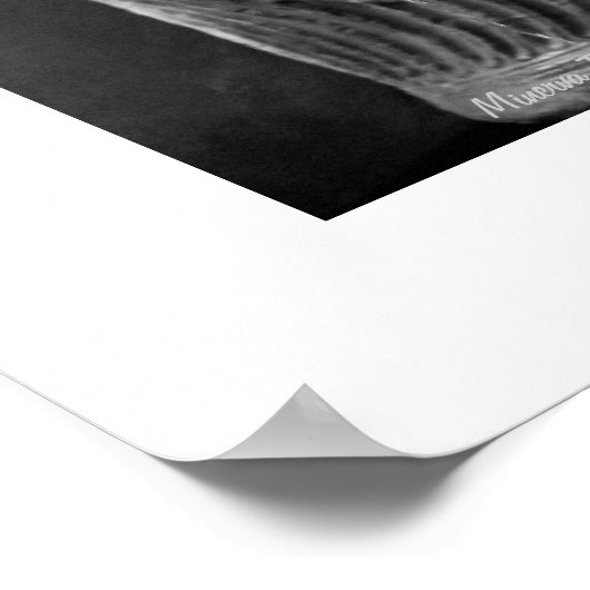 Drink het Poster van de fontein Rome (Hoek)