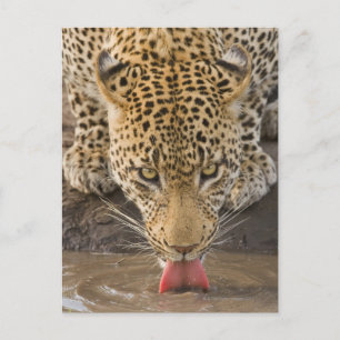 Drink leopard, Nationaal Park Greater Kruger, Briefkaart