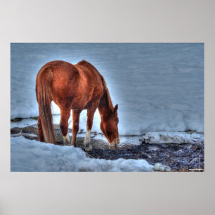 Drink Red Dun Ranch Horse Equine Foto Poster