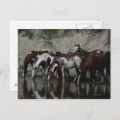 Drink verfpaarden briefkaart (Voorkant / Achterkant)