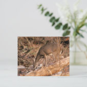 Drinking Doe Briefkaart (Staand voorkant)