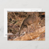 Drinking Doe Briefkaart (Voorkant / Achterkant)