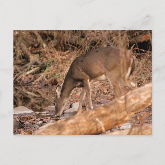 Drinking Doe Briefkaart (Voorkant)