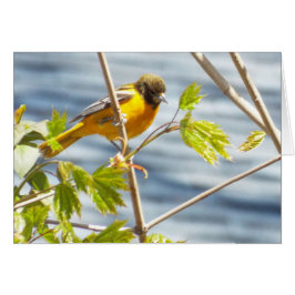 Droge-ochtendvogelkaart