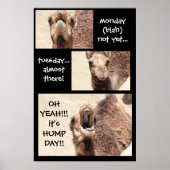 Drôle Camel Hump Day COMPTDOWN Poster (24x36) (Devant)