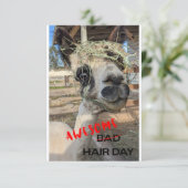 Drôle Carte Alpaca, N'Importe Quelle Occasion Cart (Debout devant)