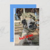 Drôle Carte Alpaca, N'Importe Quelle Occasion Cart (Devant / Derrière)