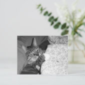 Drôle Chat couché dans la carte postale du lit (Debout devant)