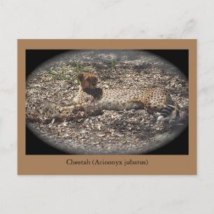 Drôle Chat sauvage, Cheetah, Carte postale animale