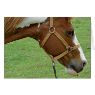 Drôle Cheval Flashy