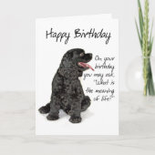 Drôle Cocker Spaniel Carte d'anniversaire (Devant)