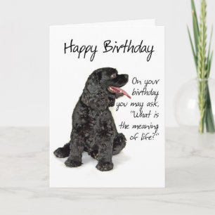 Drôle Cocker Spaniel Carte d'anniversaire