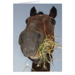 drôle de cheval carte