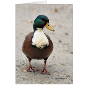 Drôle domestique Mallard Duclair Bibbed Odd Duck