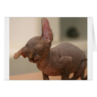 Drôle éternuement sphynx chaton