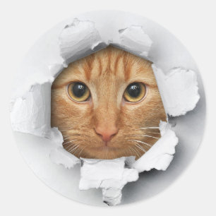 Drôle Jeter Un Regard Un Chat Chat Stickers Kitten