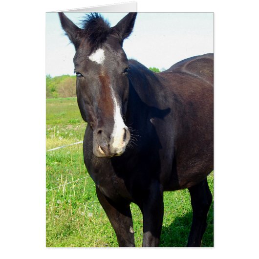 Drôle Mare (Devant)