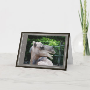 Dromedaris Kameel Wilde Dieren Kaart