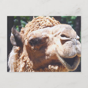 Dromedary One Hump Camel Face Closeup Briefkaart