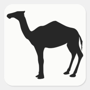 Dromedary Silhouette Vierkante Sticker