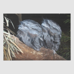 Dromerige baars: Sleepy Tawny Frogmouth Uilen Tissuepapier