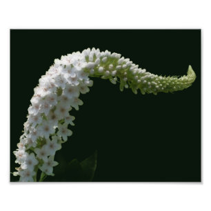 Dromerige Curling White Wildflower 8x10 Foto Afdruk
