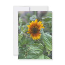 Dromerige kleine zonnebloem