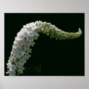 Dromerige krullende witte wilde bloem poster