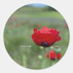 Dromerige Rode Klaproos Ronde Sticker