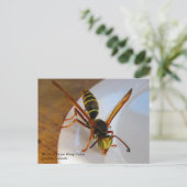 Drone (P. fuscatus) Briefkaart (Staand voorkant)