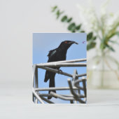 DRONGO BIRD MET ANDER PLATTELANDSQUEENSLAND AUSTRA BRIEFKAART (Staand voorkant)