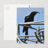 DRONGO BIRD MET ANDER PLATTELANDSQUEENSLAND AUSTRA BRIEFKAART (Voorkant / Achterkant)